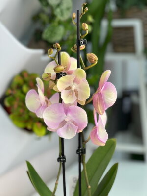 Орхидея фаленопсис Венецианский карнавал Биг Лип ⌀12 45 см