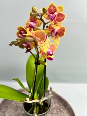 Орхидея Фаленопсис мини Инди ⌀6 20 см