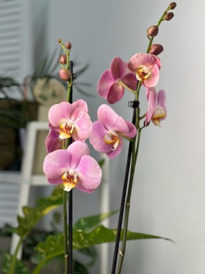 Орхидея Фаленопсис Астрид ⌀12 60 см