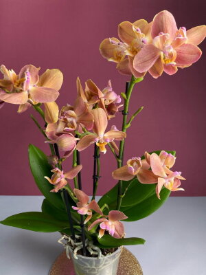 Орхидея Фаленопсис Монако пелорик
