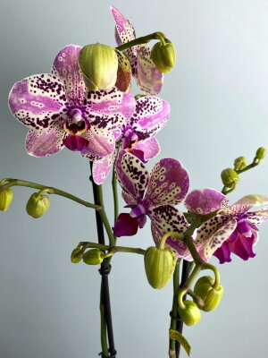 Орхидея Фаленопсис Фронтера ⌀12 65 см