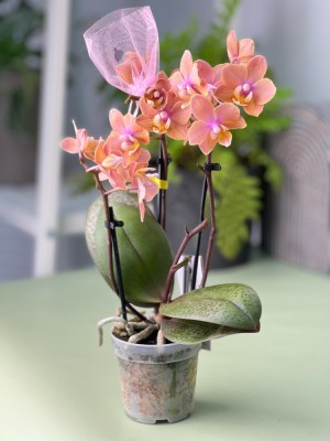 Орхидея Фаленопсис мини Сцентион (Арома) ⌀6 20 см
