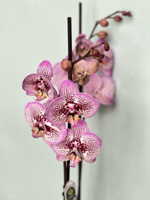 Орхидея Фаленопсис Блэк Страйп ⌀12 60 см