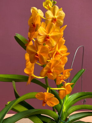 Орхидея Ванда подвесная оранжевая