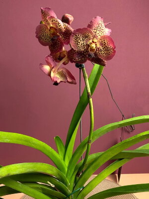 Орхидея Ванда подвесная красная