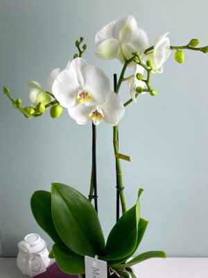 Орхидея Фаленопсис белая Кембридж Маэстро 2 ст