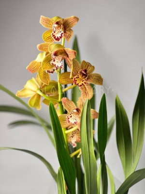 Орхидея Цимбидиум жёлтая в крап ⌀14 80 см