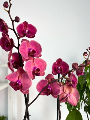 Орхидея Фаленопсис Азиан Корал ⌀12 60 см