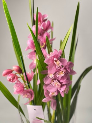 Орхидея Цимбидиум светло-розовый 2-3 ст
