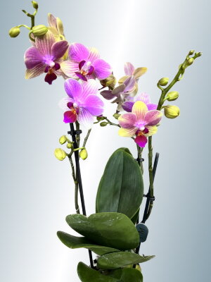 Орхидея Фаленопсис Саммер Сонг ⌀12 45 см