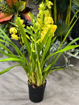 Орхидея Цимбидиум ярко-желтый