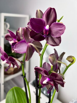 Орхидея Фаленопсис Вакс Релакс ⌀12 40 см