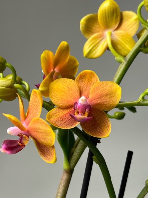 Орхидея Фаленопсис Мультифлора Оранж ⌀12 45 см