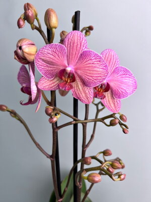 Орхидея Фаленопсис Криптикс 2 ст