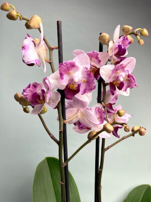 Орхидея Фаленопсис Бабл Гам Шварц бабочка