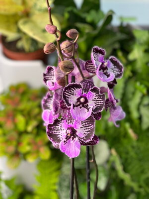 Орхидея Фаленопсис Блэк Страйп Биг Лип ⌀12 50 см