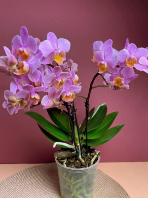 Орхидея Мультифлора Сантос ⌀12 45 см