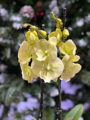 Орхидея Фаленопсис Лимончелло Биг Лип ⌀12 65 см