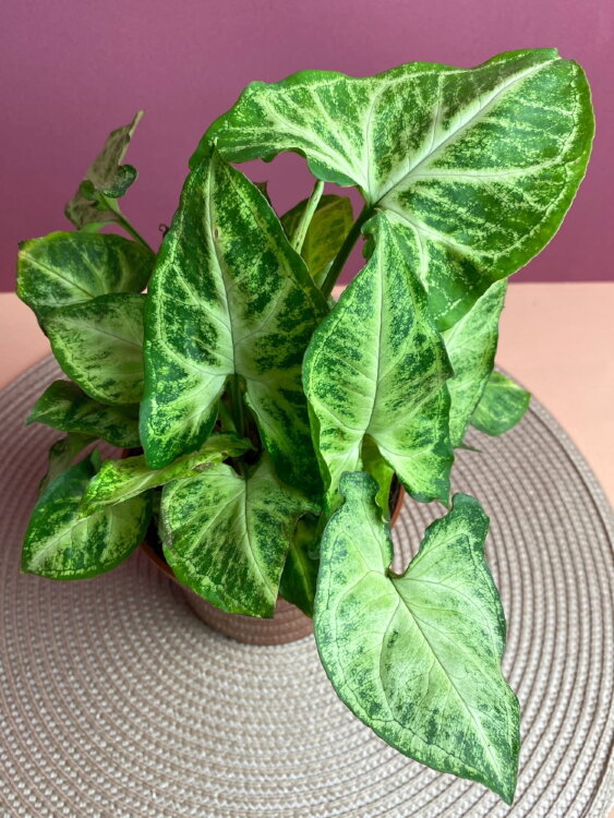 Сингониум Эрроу ⌀12 30 см 