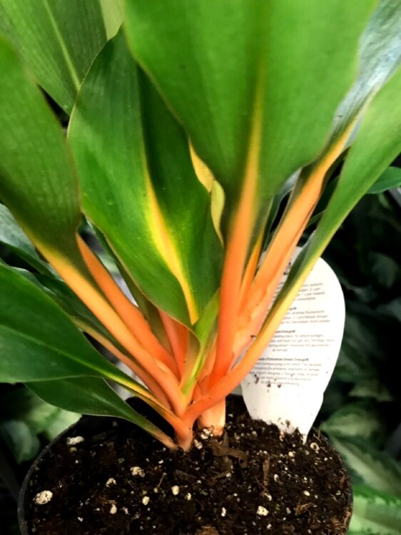 Хлорофитум Грин Оранж ⌀12 30 см 