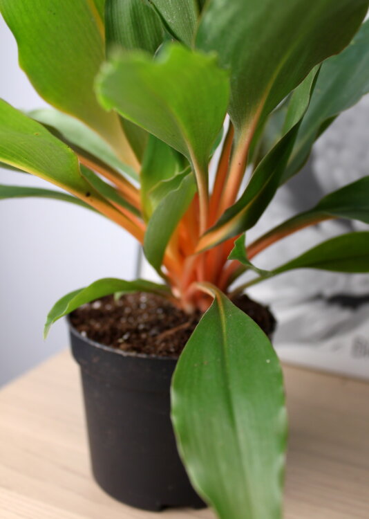 Хлорофитум Грин Оранж ⌀12 30 см 
