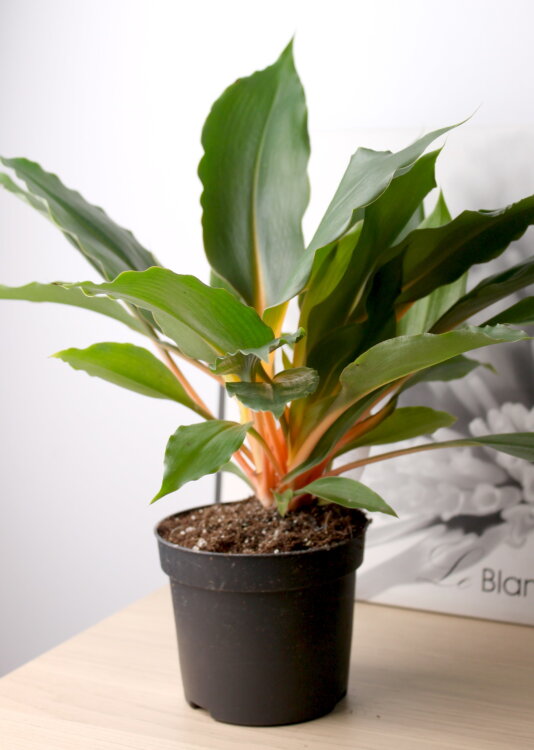 Хлорофитум Грин Оранж ⌀12 30 см 