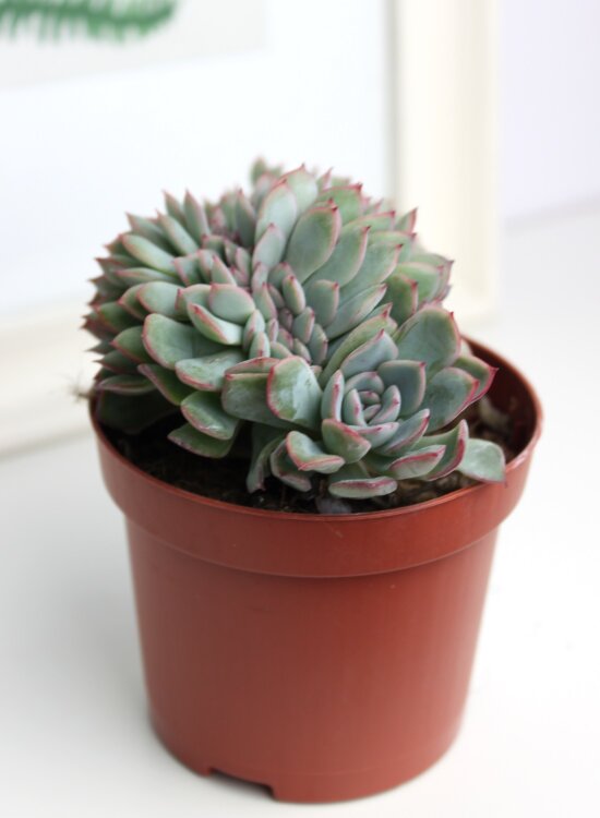 Эхеверия Апус Кристатус 8 