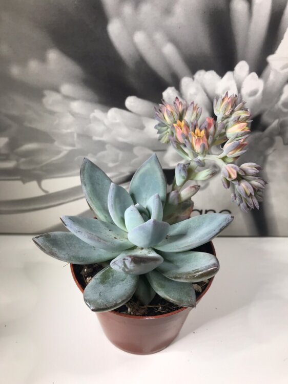 Пахиверия Паудер Пафф ⌀9 