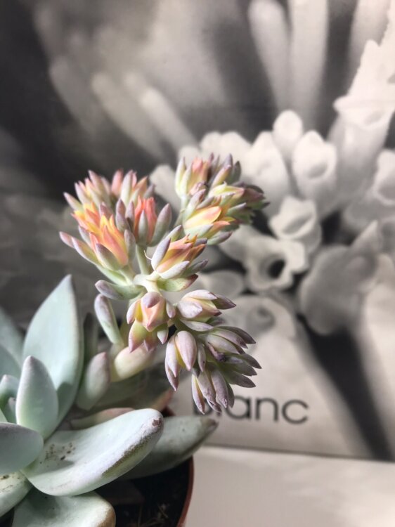 Пахиверия Паудер Пафф ⌀9 