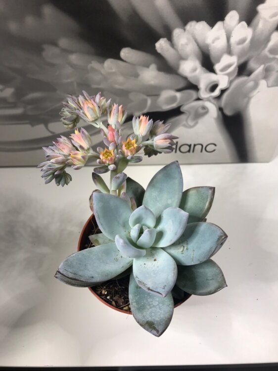 Пахиверия Паудер Пафф ⌀9 