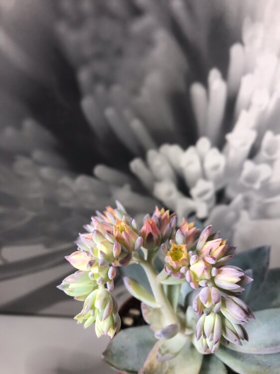 Пахиверия Паудер Пафф ⌀9 