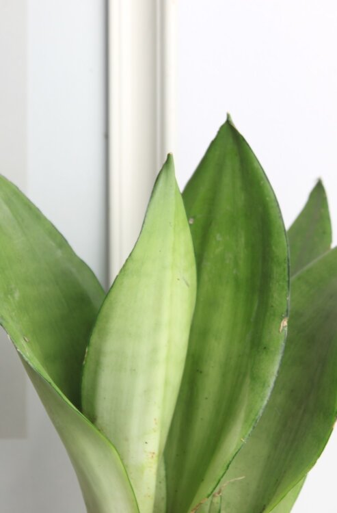 Сансевиерия Муншайн ⌀12 40 см 