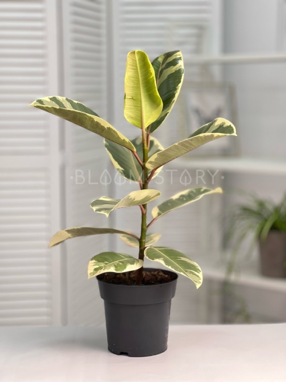 Фикус эластика Тинеке ⌀17 50 см 