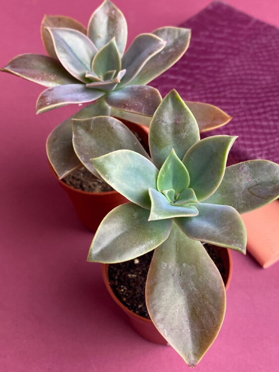 Граптопеталум Парагвайский ⌀5 