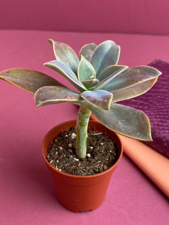 Граптопеталум Парагвайский ⌀5 