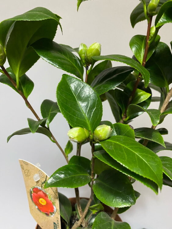 Камелия японская красная ⌀12 40 см  Камелия японская красная ⌀12 40 см