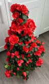 Азалия Пирамида красная 65 см 