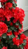 Азалия Пирамида красная 65 см 