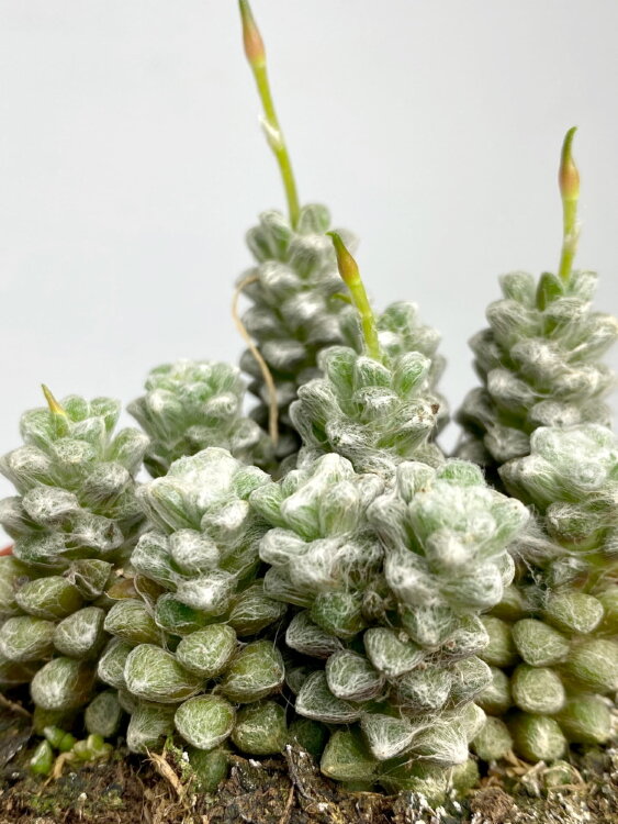 Анакампсерос Томентоза ⌀8 