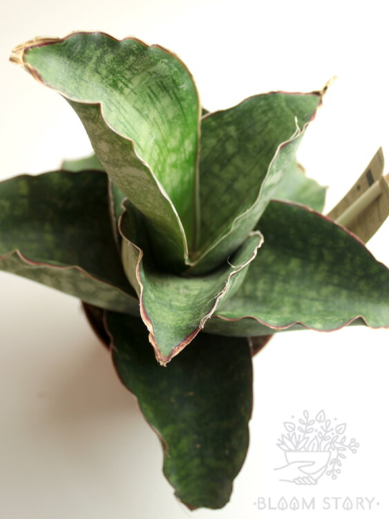 Сансевиерия Драгон Вингс ⌀12 