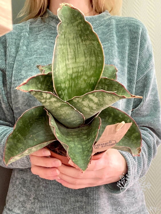 Сансевиерия Драгон Вингс ⌀12 