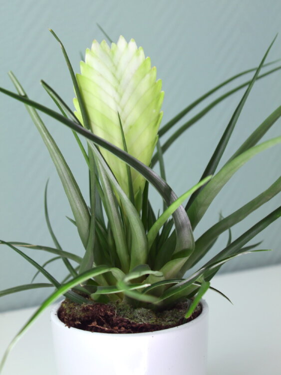 Тилландсия Бьянчини ⌀9 30 см 