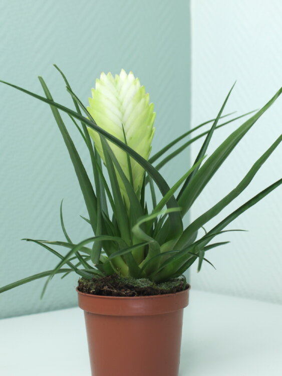 Тилландсия Бьянчини ⌀9 30 см 