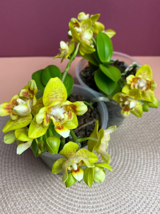 Орхидея Фаленопсис Еллоу Шоколад бабочка 