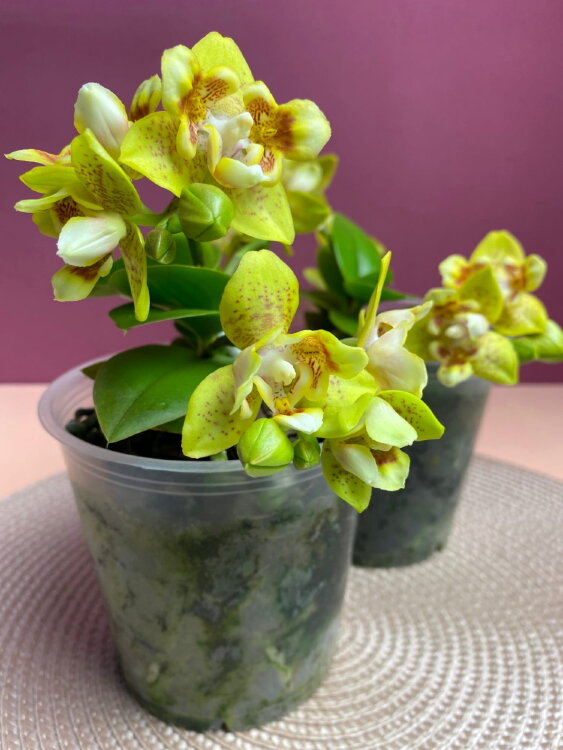 Орхидея Фаленопсис Еллоу Шоколад бабочка 