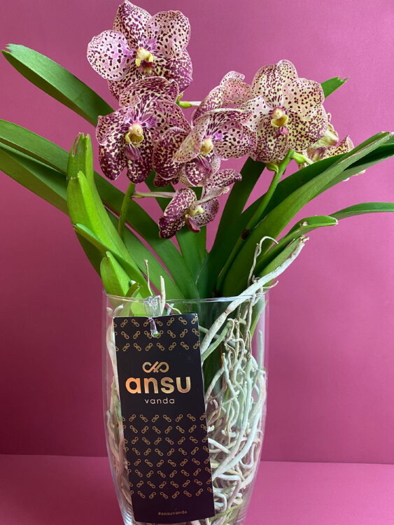 Орхидея Ванда в стекле Шарлотта 