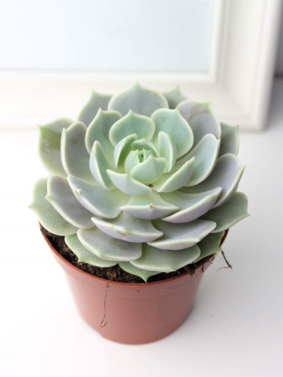 Эхеверия Лола ⌀8 