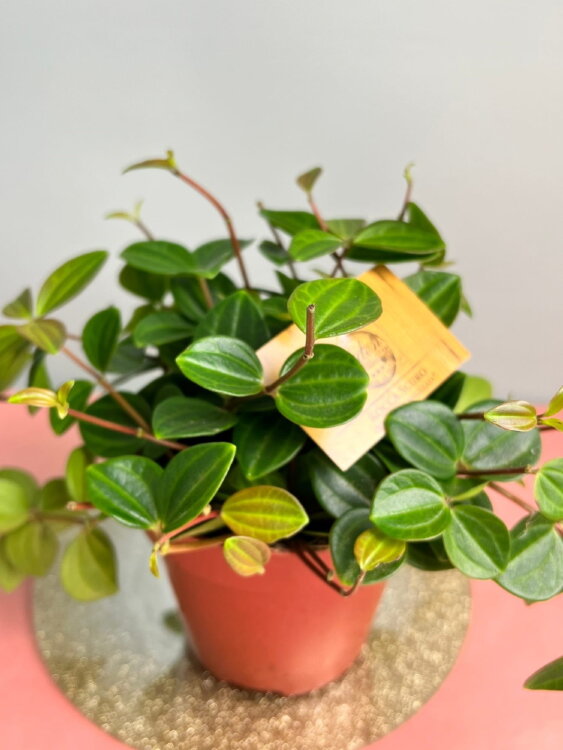 Пеперомия Ангулата ⌀12 