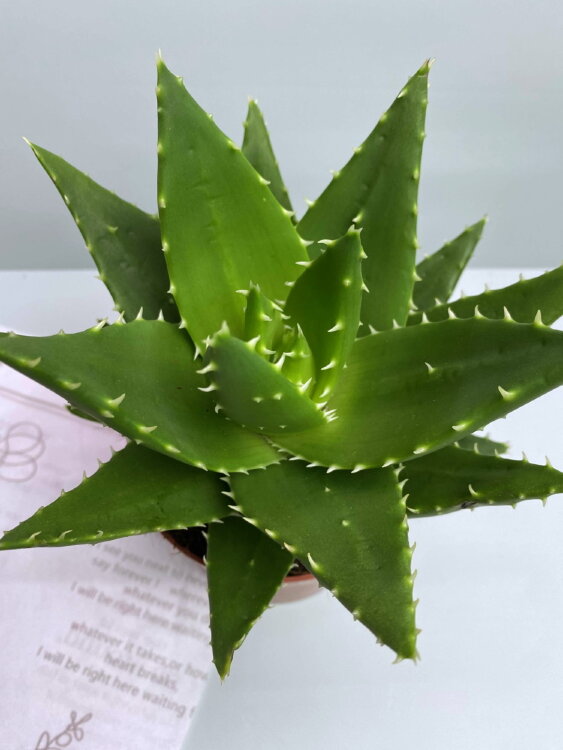 Алоэ Митриформис ⌀12 