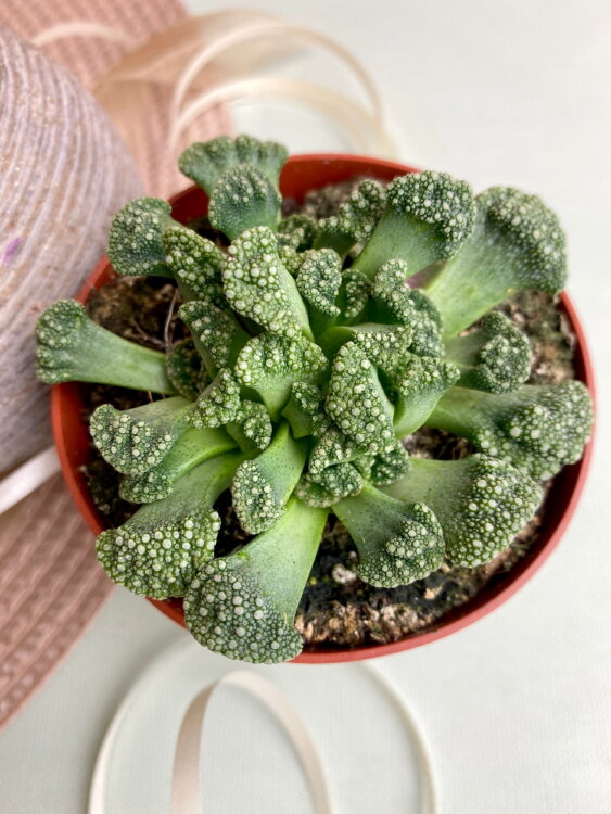 Титанопсис Известковый ⌀5 